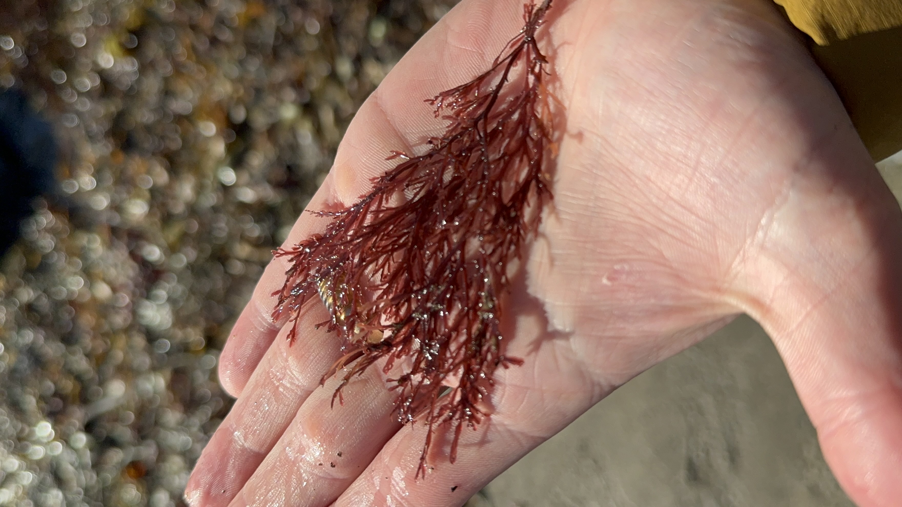 Professional headshot of James Tannahill, NYC private equity operator in healthcare, industrials, and national security